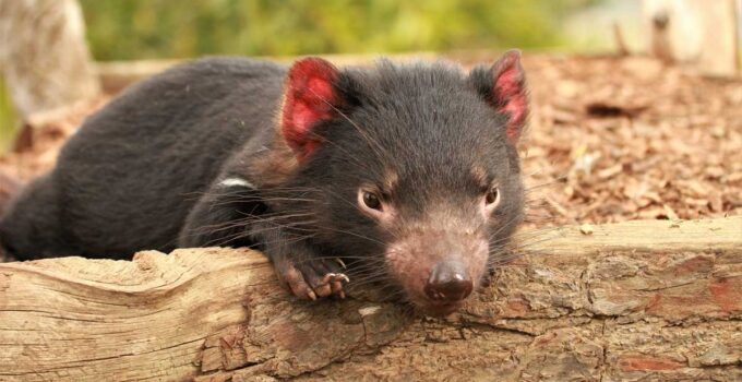 Tasmanian Devil: Simbol Ketahanan And Keberanian di Alam Liar