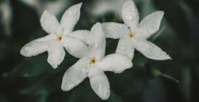 Bunga Melati Putih: Tanaman Hias dengan Segudang Kegunaan
