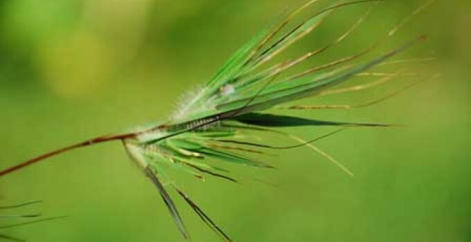 Rumput Themeda: Pahlawan Ekosistem yang Tahan di Segala Kondisi