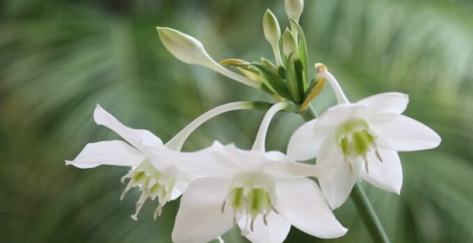 Amazon Lily: A Guide to Its Unique Beauty and Ecological Importance