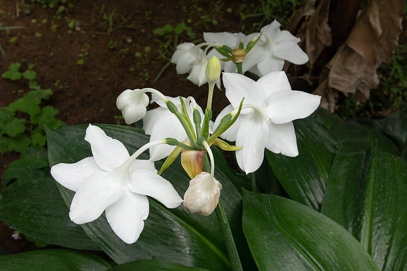 Conservation Efforts and the Future of the Amazon Lily