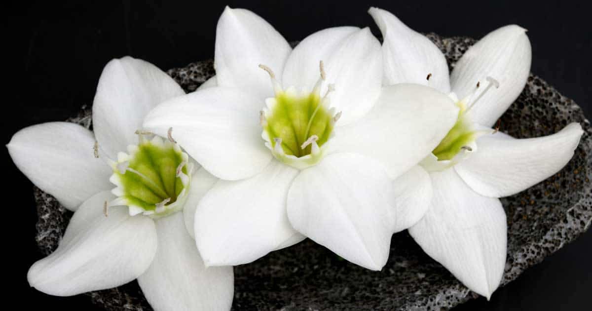 The Origins and Habitat of the Amazon Lily