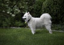 Anjing Eskimo Amerika: Mengapa Wajib Banget Kamu Pelihara di Rumah Anjing Eskimo Amerika: Mengapa Wajib Banget Kamu Pelihara di Rumah