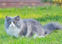 Kucing Persia: Bikin Hidup Lebih Tenang, Tapi Ada Harga yang Harus Dibayar Kucing Persia: Bikin Hidup Lebih Tenang, Tapi Ada Harga yang Harus Dibayar