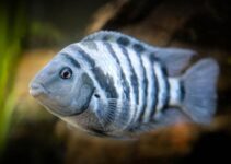 Ikan Cichlid Narapidana: Cerita, Perawatan, dan Pelajaran dari Akuarium yang Gak Biasa Ikan Cichlid Narapidana: Cerita, Perawatan, dan Pelajaran dari Akuarium yang Gak Biasa