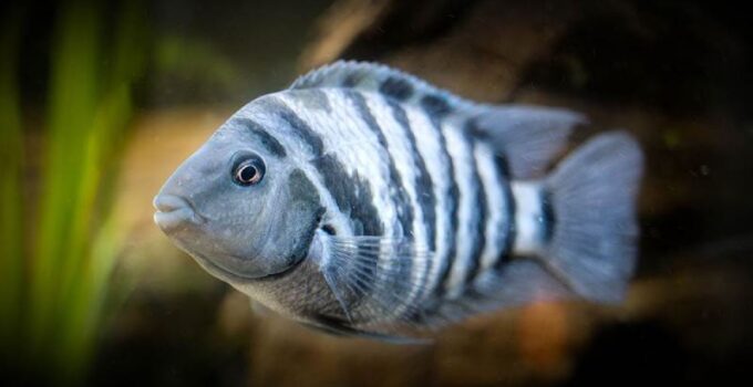 Ikan Cichlid Narapidana: Cerita, Perawatan, dan Pelajaran dari Akuarium yang Gak Biasa