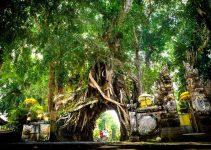 Bunut Bolong: Keajaiban Alam yang Membuat Saya Terkagum-kagum Bunut Bolong: Keajaiban Alam yang Membuat Saya Terkagum-kagum