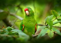 Burung Bayan: Pesona Warna-warni yang Harus Dilestarikan, Bukan Dipelihara Burung Bayan: Pesona Warna-warni yang Harus Dilestarikan, Bukan Dipelihara