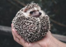 Landak Mini: Hewan Imut Berduri yang Cocok Jadi Teman di Rumah Landak Mini: Hewan Imut Berduri yang Cocok Jadi Teman di Rumah