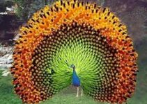 Burung Merak: Keindahan yang Memukau dan Cerita di Baliknya Burung Merak: Keindahan yang Memukau dan Cerita di Baliknya