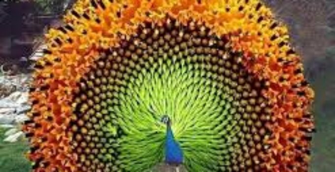 Burung Merak: Keindahan yang Memukau dan Cerita di Baliknya