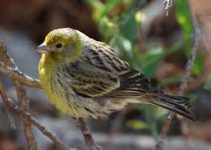 Atlantic Canary: Burung Kuning Cantik dari Kepulauan Canary yang Bikin Takjub Atlantic Canary: Burung Kuning Cantik dari Kepulauan Canary yang Bikin Takjub