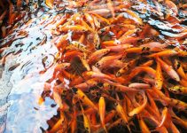 Budidaya Ikan Nila dari Nol: Pengalaman Gagal, Bangkit, dan Panen Untung