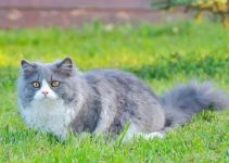 Kucing Persian: Si Muka Datar yang Bikin Hidup Lebih Berwarna Kucing Persian: Si Muka Datar yang Bikin Hidup Lebih Berwarna