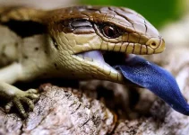 Kadal Lidah Biru: Pengalaman Seru Merawat Si Reptil Unik di Rumah Kadal Lidah Biru: Pengalaman Seru Merawat Si Reptil Unik di Rumah