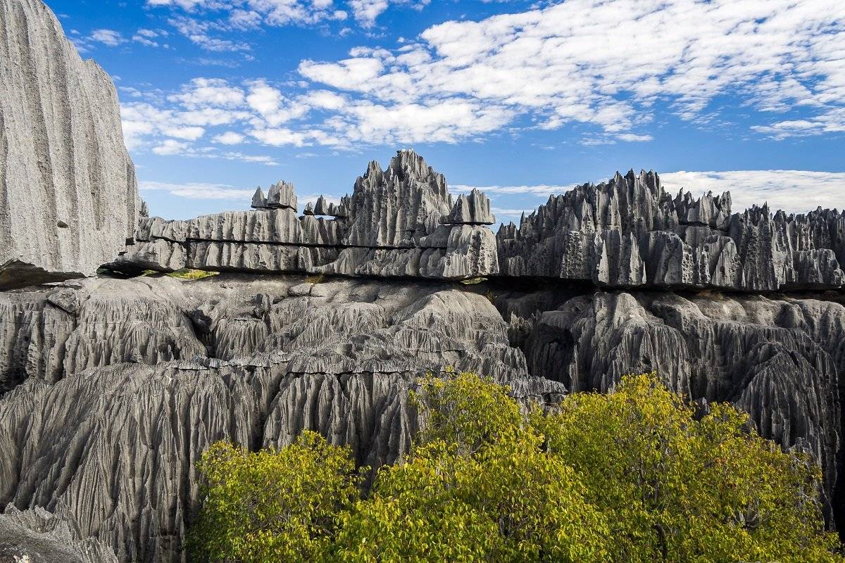 Stone Forest