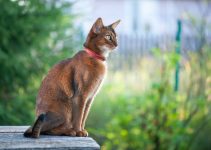 Kucing Abisinia: Ras Enerjik dan Cerdas yang Bikin Betah di Rumah Kucing Abisinia: Ras Enerjik dan Cerdas yang Bikin Betah di Rumah
