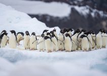 Penguin: Satwa Laut yang Mengagumkan Penguin: Satwa Laut yang Mengagumkan