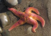 Asterias rubens: Fakta Unik Bintang Laut Merah yang Jarang Diketahui Asterias rubens: Fakta Unik Bintang Laut Merah yang Jarang Diketahui