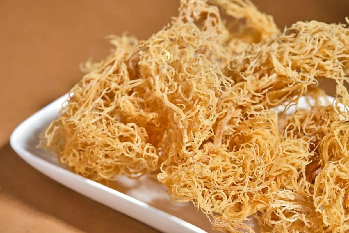 Manfaat Sea Moss