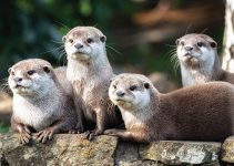 Berang-Berang: Hewan yang Lincah dan Menarik