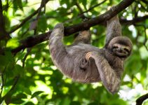 Kukang: Primata Malam yang Menawan dan Terancam Kukang: Primata Malam yang Menawan dan Terancam