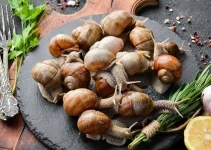 Escargot de Bourgogne: Keistimewaan Kudapan Khas Prancis yang Menggoda Selera Escargot de Bourgogne: Keistimewaan Kudapan Khas Prancis yang Menggoda Selera