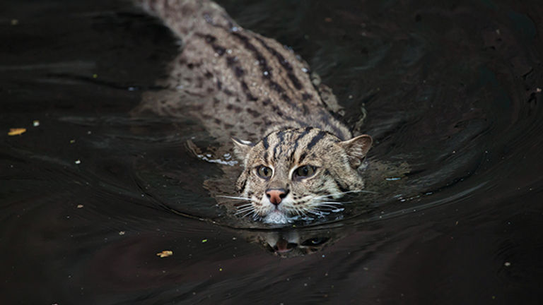 Mengenal Habitat Kucing Bakau