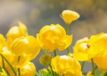 Mengenal Trollius Europaeus, Bunga Emas yang Menghiasi Eropa