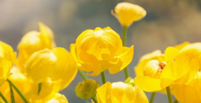 Mengenal Trollius Europaeus, Bunga Emas yang Menghiasi Eropa