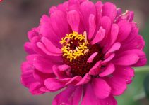 Pesona Bunga Zinnia: Tanaman Hias Cantik yang Mudah Dirawat