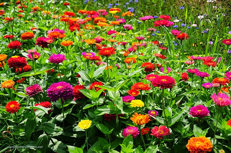 Mengapa Bunga Zinnia Menjadi Favorit di Taman Modern