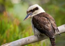 Burung Kukabura, Burung Unik dengan Tawa Khas yang Memikat