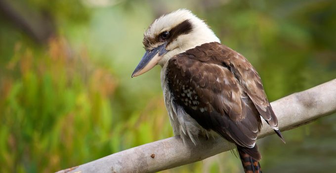 Burung Kukabura, Burung Unik dengan Tawa Khas yang Memikat
