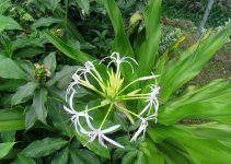 Cara Merawat Crinum Asiaticum: Panduan Praktis Bakung Lele