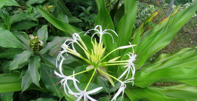 Cara Merawat Crinum Asiaticum: Panduan Praktis Bakung Lele