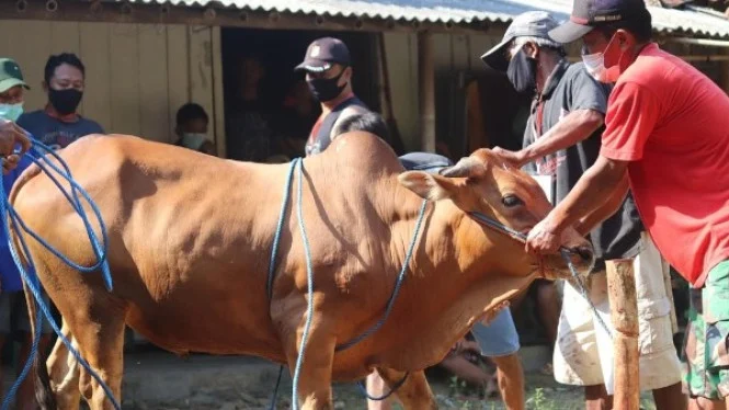 Makna Mendalam di Balik Tradisi Idul Adha Penyembelihan Hewan