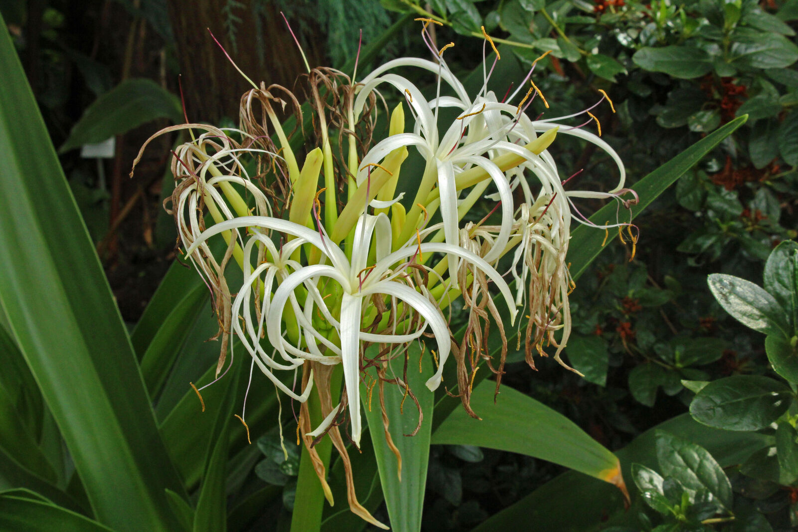 Mengenal Karakter dan Habitat Asli Crinum Asiaticum