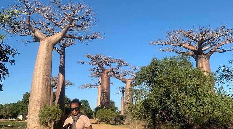 Baobab Avenue