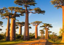 Baobab Avenue, Pesona Jalan Magis yang Menghadirkan Keajaiban Alam Madagaskar