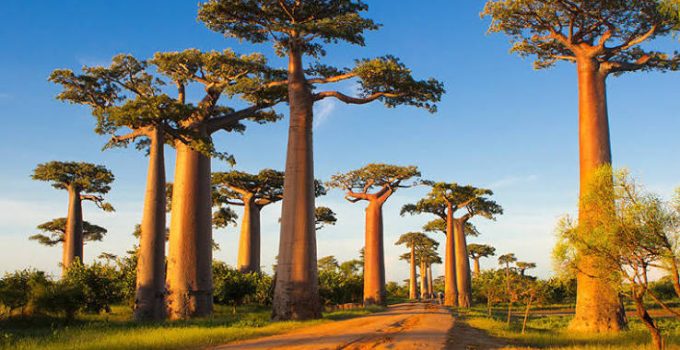 Baobab Avenue, Pesona Jalan Magis yang Menghadirkan Keajaiban Alam Madagaskar