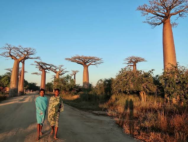 Baobab Avenue
