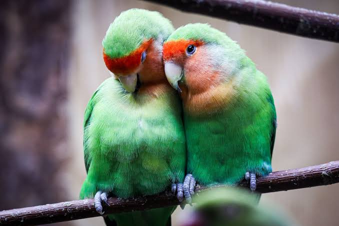 Lovebirds